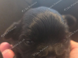 One handosme boy shih tzu