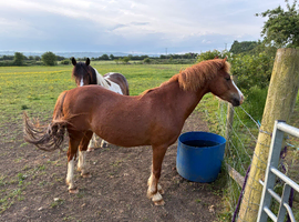 11.2 unregistered summer project pony