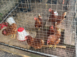 6 ISA Brown laying chickens