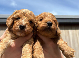 Cockapoo show type toy size