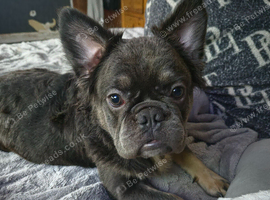 Teddy the frenchie