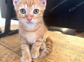 Male Ginger Kitten for Sale