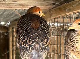 Golden pheasant