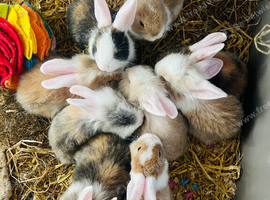 9 babies available in 3 weeks