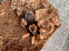 Small list of tarantulas