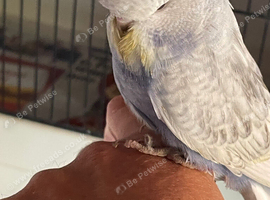 Tame baby budgies straight from parents
