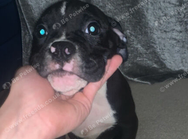 Olde English bulldog puppys available now