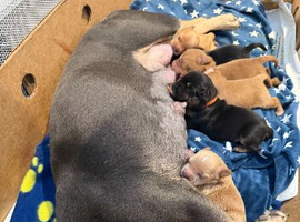 Frenchie cross cockapoo puppies.