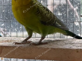 Male Blackwing Budgie