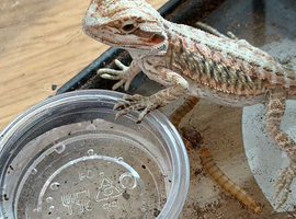 Baby bearded dragons
