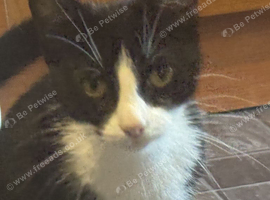 Black and white cat