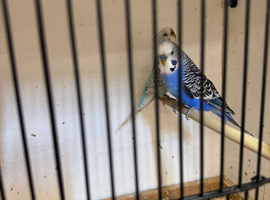 Proven pair of budgies