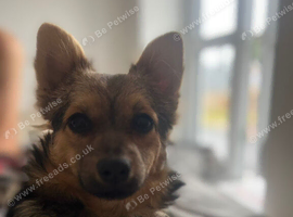 Enzo