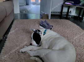 1 year old Cane Corso Staffy Great Dane
