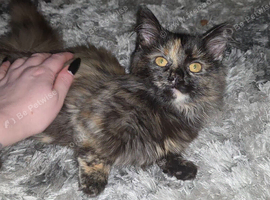 Super short legged munchkin