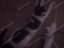 selling a kitten and a mother