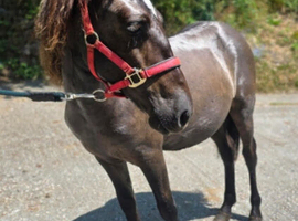 Beautiful Dun Yearling