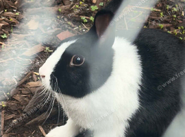 Lionhead x Netherlands dwarf