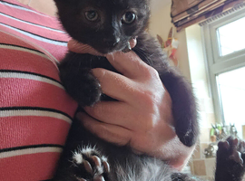 READY NOW 3 chunky kittens