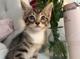 Kittens ready now