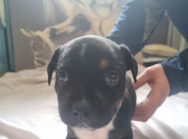 Staff puppies for sale