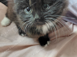 Two gorgous kittens