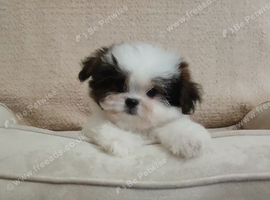 Shih tzu / Maltese Mix