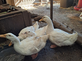 Aylesbury Duck&hellip;.breeding pair.....Un-related 2025 pair of ducks