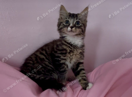 Kittens