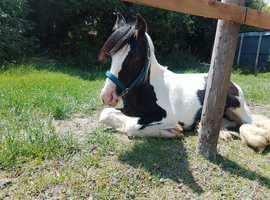 Yearling colt