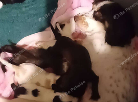 5 beautiful cocker spaniel puppies