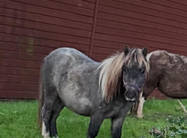 IMHPS Mini shetland yearling colt blue roan and white.