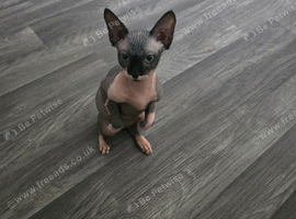 2 GIRLS Sphynx Kittens Looking for Their Forever