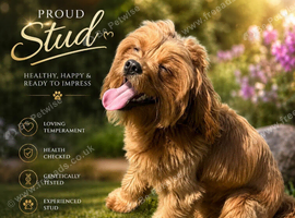 Proven Cavapoo Stud extensively Health Tested