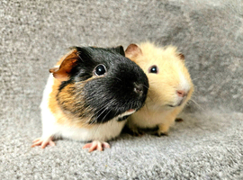 X2 Female Guinea Pigs Pair
