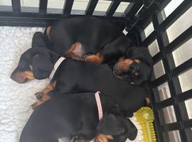 Dachshunds Thelma, Tommy and Tink