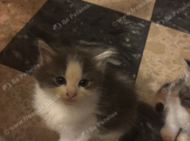 Ragdoll Kittens Xx