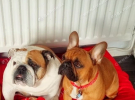 French Bulldog and British bulldog