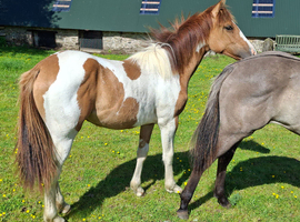 Stunning Quarter Horse