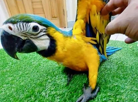 Blue & Gold Macaw &ndash; Stunning & Friendly Companion