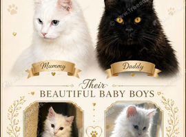 Maincoon kitten