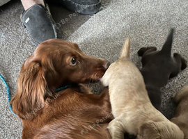 Working cocker spaniels