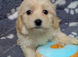 Multipoos puppies mix litter ready to go one boy one girl available