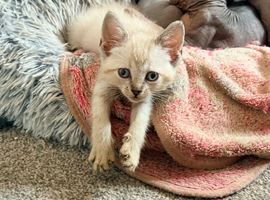 Ready To Leave Now - Mixed Sphynx kittens