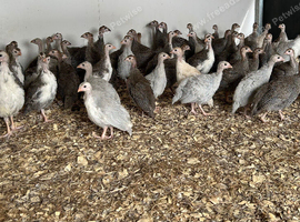 Guinea fowl keets