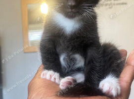 Kittens