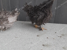 Mix bantam chickens