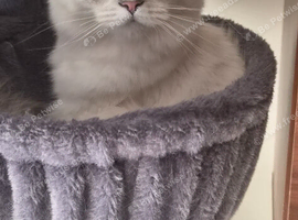 Ragdoll female