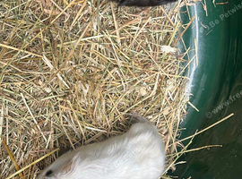 2 male guinea pig babies left
