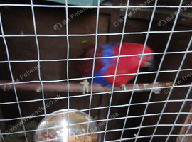 Breeding pair of Eclectus